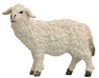 785261 Zi - Schaf stehend linksschauend